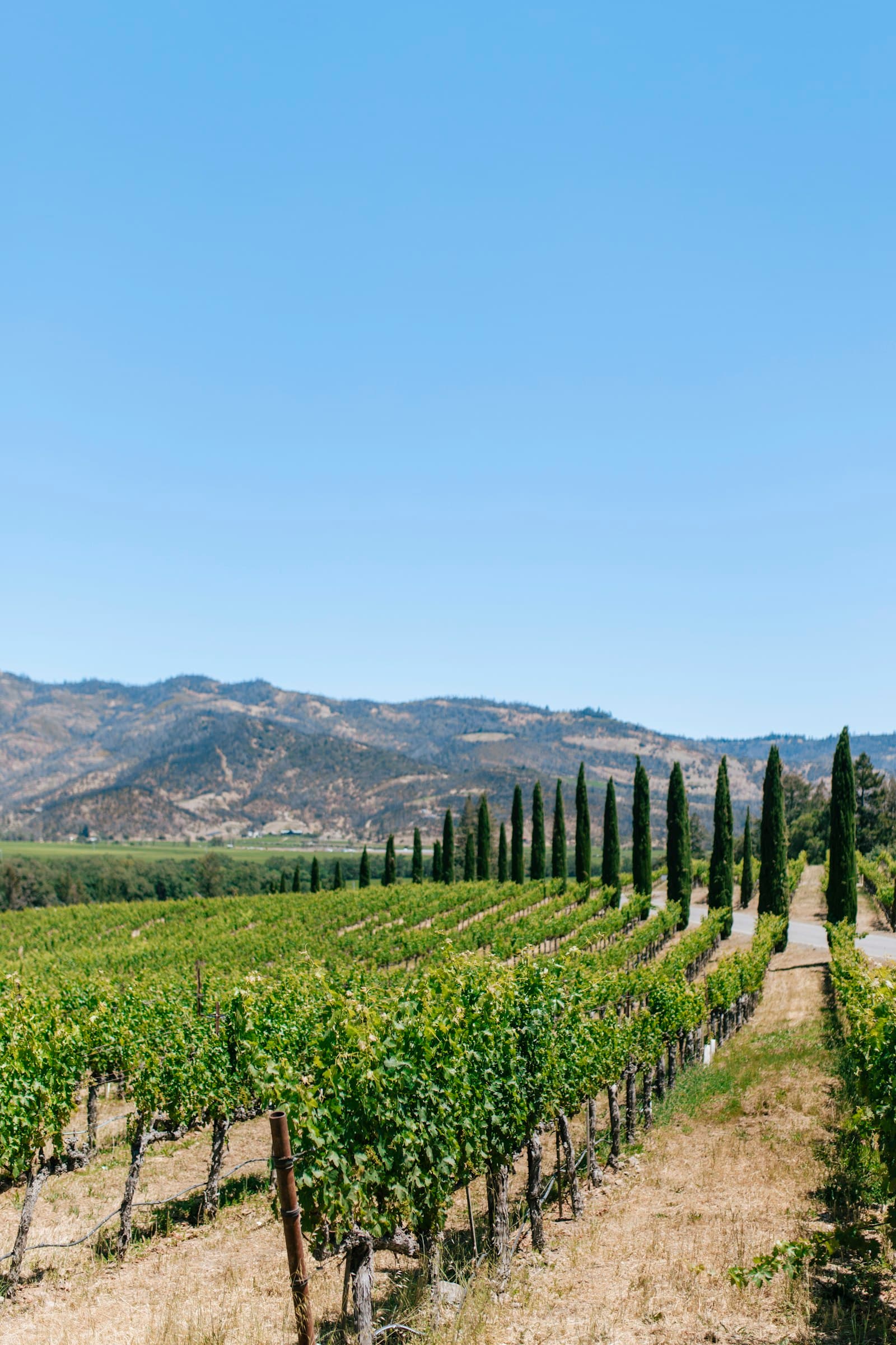 Napa Valley — Screaming Eagle